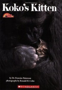 Koko's kitten