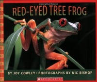 Red-eyed tree frog