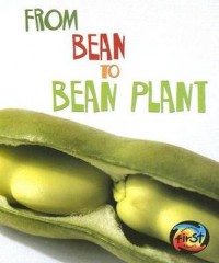 From bean to bean plant