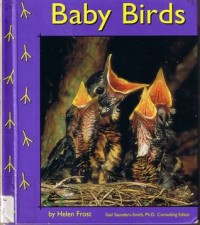 Baby birds