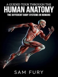 A Guided Tour Through the Human Anatomy: The Different Body Systems In Humans